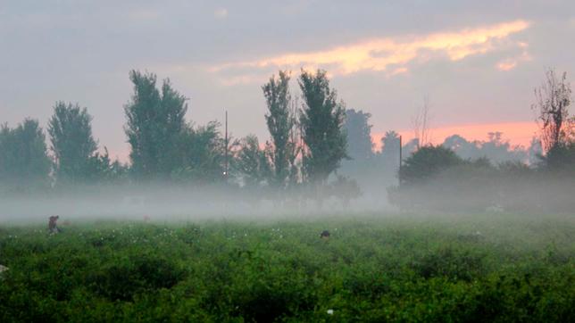 Feld mit Jasmin-Pflückern