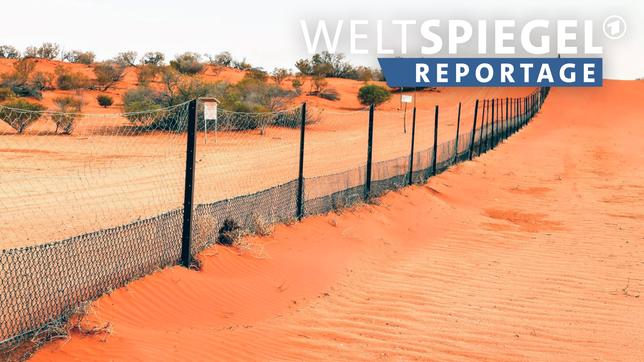 Der Dingozaun soll Australiens Wildhunde von den Schafen fernhalten.