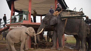 Bild: MDR/Markus Spieker Khaziranga-Nationalpark in Assam