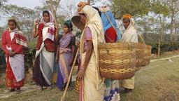 Teearbeiterinnen in Assam