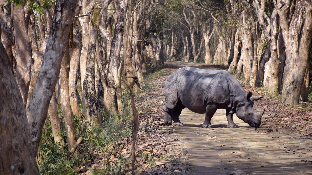 Khaziranga-Nationalpark in Assam