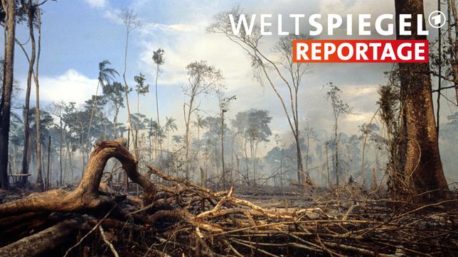 Bild: picture alliance/WILDLIFE/WILDLIFE/M.Edwards Brandrodung im tropischen Regenwald