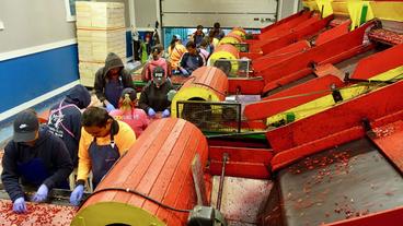 Arbeiter sortieren Beeren in einer Fabrikhalle