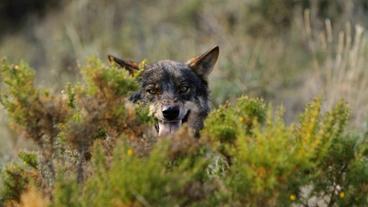 Ein Iberischer Wolf schaut hinter einem Busch hervor