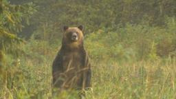 Aufrecht stehender Grizzlybär