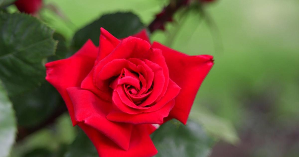 Video FunFacts Rosen ARDBuffet ARD Das Erste