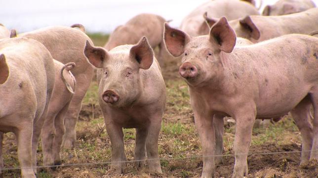 Schweine auf der Weide