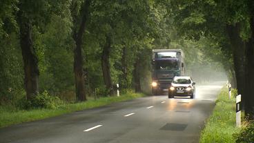 Autos befahren eine Allee