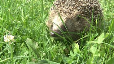 Ein Garten Fur Igel Ratgeber Haus Garten Ard Das Erste