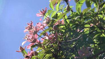 Rosafarbene Blüte vor blauem Himmel