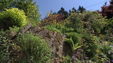 Mit vielen Pflanzen bewachsene Natursteinmauer