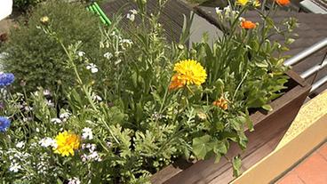 Bild: WDR Ein mit Wildblumen bepflanzter Balkonkasten