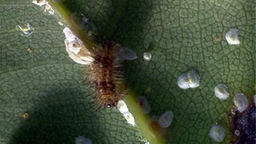 Schildläuse mit Marienkäferlarve
