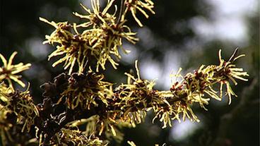 Zaubernuss in Blüte