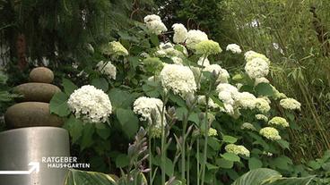 Hortensie mit weißen Blüten