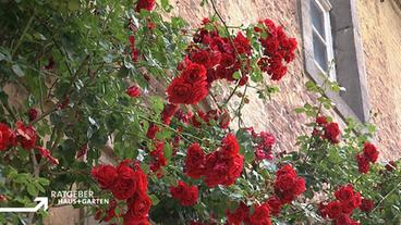 Kletterrose mit roten Blüten an einer historischen Mauer