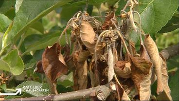 Braune vertrocknete Obstbaumblätter