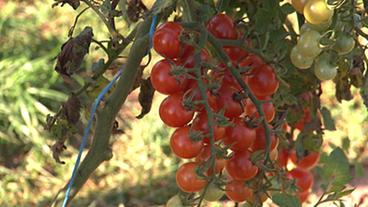 Bild: WDR (TV-Bild) Tomaten-Neuheit `Primabella´