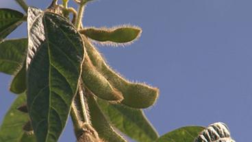 Sojabohnenpflanze