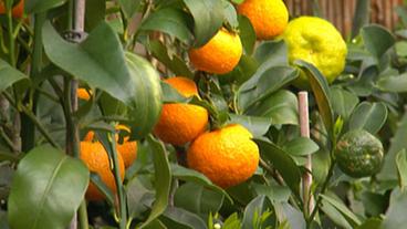 Die Gattung Citrus ist sehr vielfältig