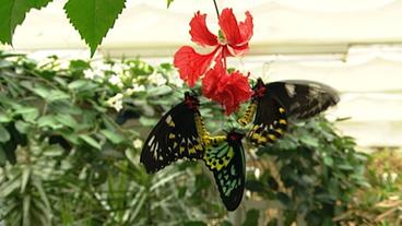 Schmetterling an roter Blüte