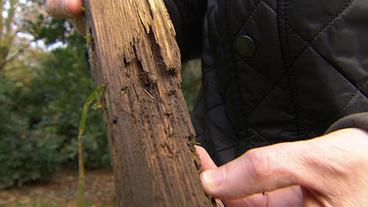 Bild: WDR Ein Stück vermodertes Holz