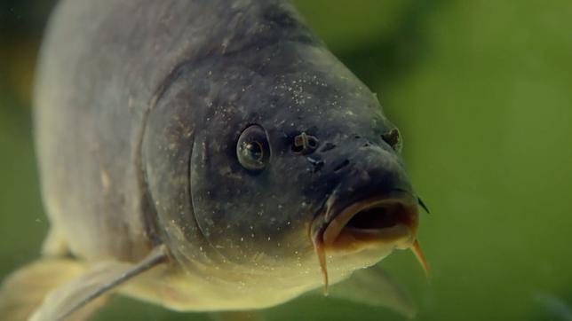 Bild: Das Erste/NDR Ein Fisch im Aquarium.