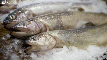 Bild: Das Erste/NDR Fische in der Verkaufstheke