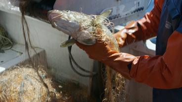 Bild: Das Erste/NDR Wirklich fangfrischer Fisch vom Kutter.