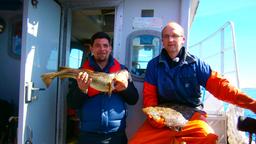 Dieser Fisch ist aber wirklich frisch. Er wurde gerade bei strahlener Sonne gefangen. Und Tim Mälzer strahlt vor Stolz. 