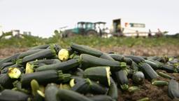 Lebensmittelcheck Tim Mälzer Wie gut ist Gemüse?: Zucchini auf dem Feld