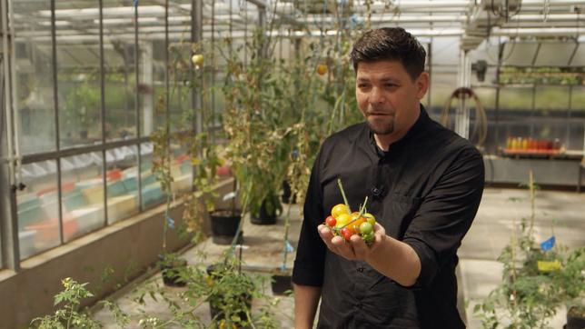 Lebensmittelcheck Tim Mälzer Wie gut ist Gemüse?: Tim mit Tomaten