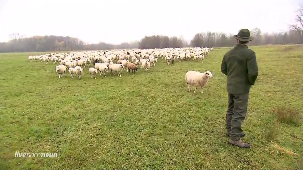 Video Ein Schafer Auf Wanderschaft Live Nach Neun Ard Das Erste