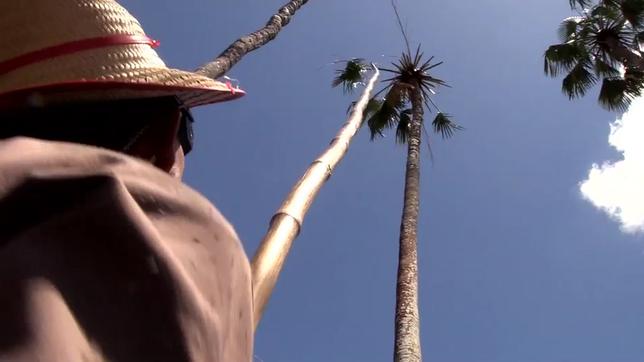 Bild: WDR Arbeiter auf Carnaubafarmen in Brasilien