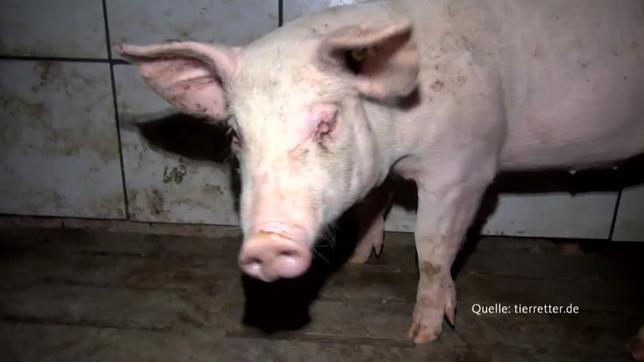 Bild: WDR Schwein