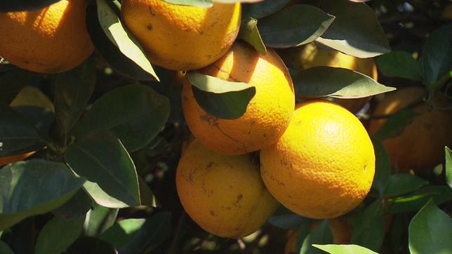 Bild: SWR Aus Brasilien kommen rund 80 Prozent des weltweit gehandelten Orangensaftes.