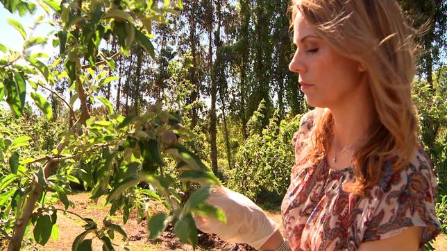 Apfelplantagen in Chile –  Ist hier alles bio? Verbraucherfallen Reporterin Hendrike Brenninkmeyer findet es heraus.