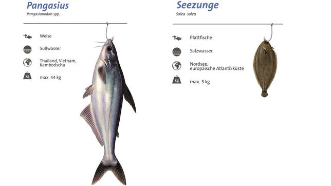 Seezunge und Pangasius im Vergleich