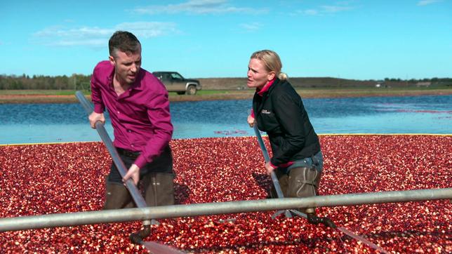 Verbraucherfallen-Reporter Jan Boris bei der Cranberry Ernte in Wisconsin Rapids