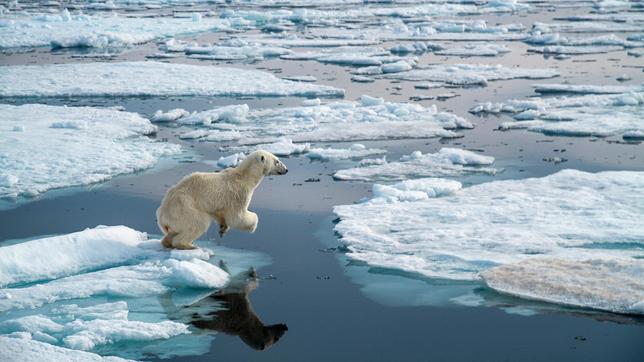 Im arktischen Sommer schmilzt der Lebensraum unter den Tatzen der Eisbären. Mühsam müssen sie nun von Eisscholle zu Eisscholle springen.