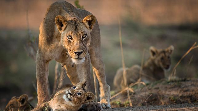 Löwin steht schützend über ihren Jungen im Luangwa Nationalpark, Sambia.