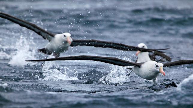 Schwarzbrauenalbatrosse nutzen die Kraft der starken Südwinde um, auf der Suche nach Nahrung, tausende Kilometer übers Meer zu gleiten. Albatrosse haben die größte Spannweite unter den Vögeln.