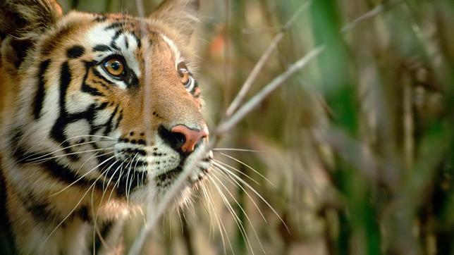 Wie auch kleine Stubentiger, pirschen sich Tigerjunge an alles an, was sich bewegt. Perfektes Training, um sich später fast lautlos ihrer Beute zu nähern.