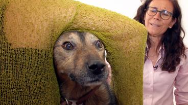 Bild: NDR/Doclights GmbH 2019 Dr. Marion Link muss besonders einfühlsam auf den schüchternen Mischlingshund Alois eingehen.
