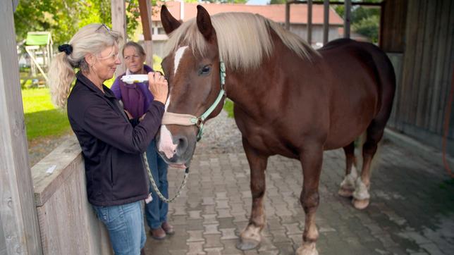 Bei Kaltblüter Pollux wurde eine Zyste in den Atemwegen entfernt. Mit Akupunktur sorgt Dr. Regina Seemüller dafür, dass der lebensbedrohliche Tumor nicht zurückkommt.