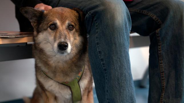 Bei Mischlingshündin Tinka wurde ein Milztumor diagnostiziert. Noch ist unklar, ob er gut- oder bösartig ist.