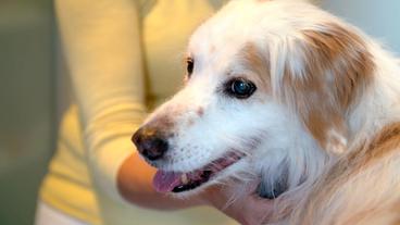 Bild: NDR/Doclights GmbH 2020 Der 17-jährige Janny ist vor einigen Tagen operiert worden. Nun müssen die Klammern raus. Wird der Hundesenior das gut verkraften?