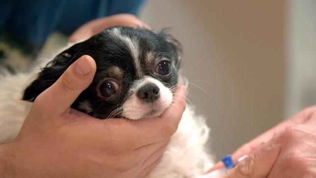 Der fünfjährige Chihuahua Lucky ist völlig verdreht, knickt mit den Hinterläufen weg und hat wahrscheinlich große Schmerzen.