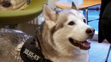 Bild: NDR/Doclights GmbH 2019 Der Husky-Malamut-Mischling Muffin erhält seinen EU-Heimtierausweis.