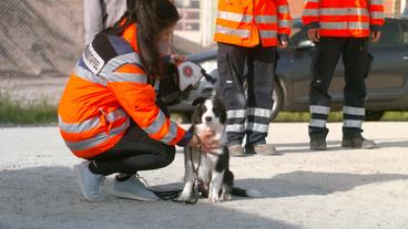 Bild: NDR/Doclights GmbH 2020/Andrea Späth Fotodesign Der vier Monate alte Ares wird auf Sylt zum Rettungshund ausgebildet. Julia Köhn ist stolz auf ihren Border Collie.